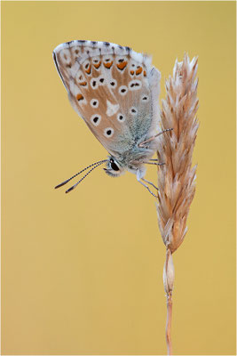 Spanischer Bläuling (Polyommatus hispana), Männchen, Spanien, Pyrenäen, Prov. Lleida