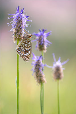 Stiefmütterchen-Perlmutterfalter (Argynnis niobe), Italien, Region Aostatal, 2000m