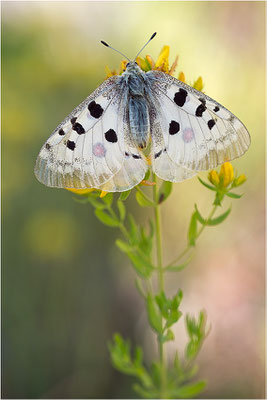 Roter Apollo (Parnassius apollo venaissimus), Frankreich, Dep. Vaucluse