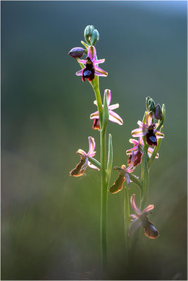 Drôme-Ragwurz (Ophrys drumana), Frankreich, Dep. Isere