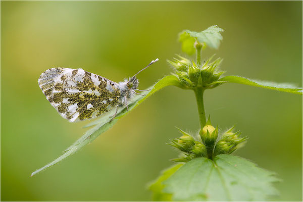 Aurorafalter (Anthocharis cardamines), Weibchen, Deutschland, Baden-Württemberg