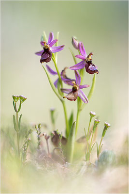 Drôme-Ragwurz (Ophrys drumana), Frankreich, Dep. Drôme