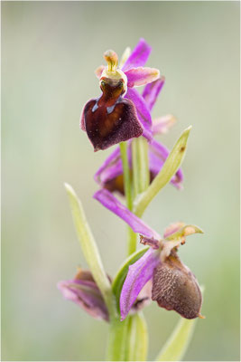 Moris Ragwurz (Ophrys morisii)