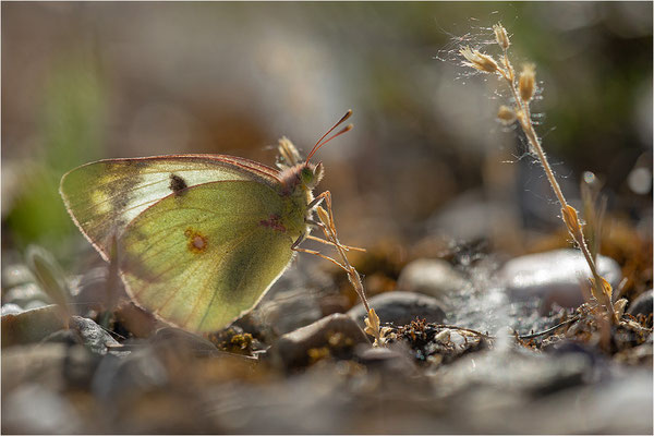 Hufeisenklee-Gelbling (Colias alfacariensis), Deutschland, Baden-Württemberg