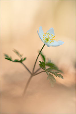 Buschwindröschen (Anemone nemorosa), Deutschland, Baden-Württemberg