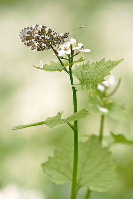 Aurorafalter (Anthocharis cardamines), Weibchen, Deutschland, Baden-Württemberg