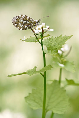 Aurorafalter (Anthocharis cardamines), Weibchen, Deutschland, Baden-Württemberg