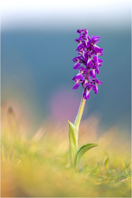 Stattliches Knabenkraut (Orchis mascula), Frankreich, Aveyron