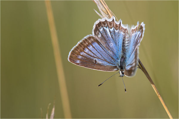 Zahnflügel-Bläuling (Polyommatus daphnis), Weibchen, Deutschland, Oberbayern