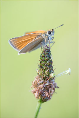 Braunkolbiger Braun-Dickkopffalter (Thymelicus sylvestris), Deutschland, Baden-Württemberg