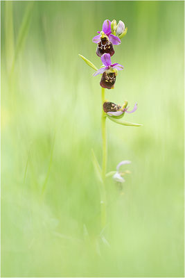 Hummel-Ragwurz (Ophrys fuciflora), Südlicher Oberrhein, Baden-Württemberg