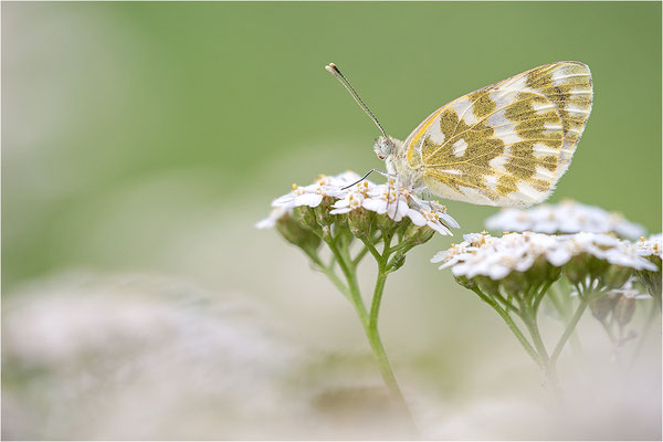 Resedaweißling (Pontia daplidice), Piemont, Italien