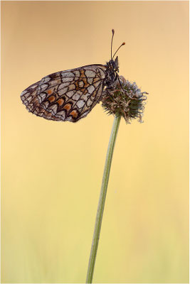 Wachtelweizen-Scheckenfalter (Melitaea athalia), Frankreich, Ardèche