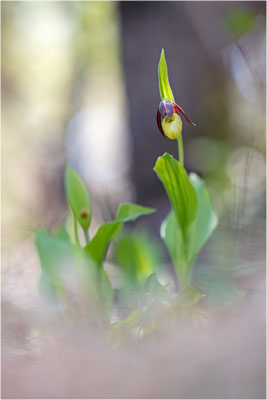 Gelber Frauenschuh (Cypripedium calceolus), Schweden, Gotland