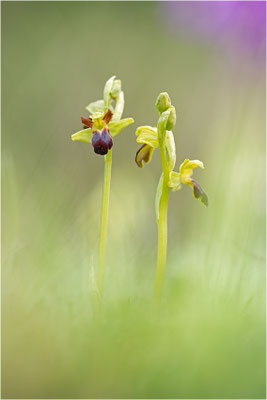 Ophrys sulcata