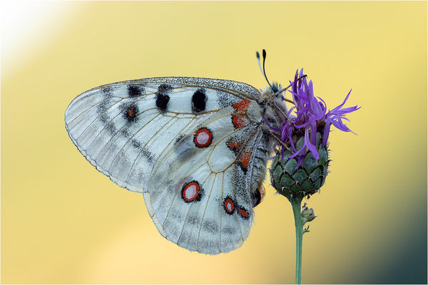 Roter Apollo (Parnassius apollo leovigildus), Frankreich, Dep. Alpes-de-Haute-Provence