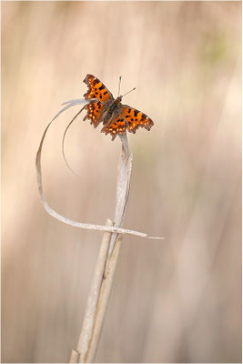 C-Falter (Polygonia c-album), Deutschland, Baden-Württemberg