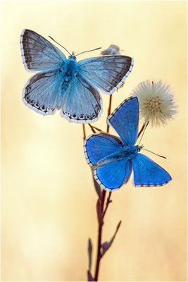 Spanischer Bläuling (Polyommatus hispana) und Himmelblauer Bläuling (Polyommatus bellargus), Männchen, Spanien, Pyrenäen, Prov. Lleida