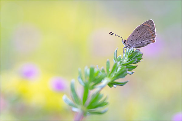 Kleiner Feuerfalter (Lycaena phlaeas), Deutschland, Baden-Württemberg