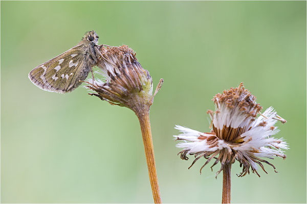 Komma-Dickkopffalter (Hesperia comma), Italien, Aosta