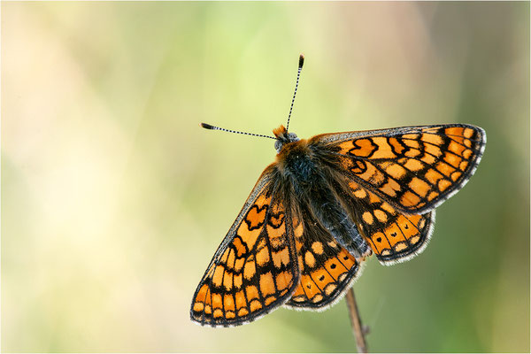 Goldener Scheckenfalter (Euphydryas aurinia), Frankreich, Ardèche
