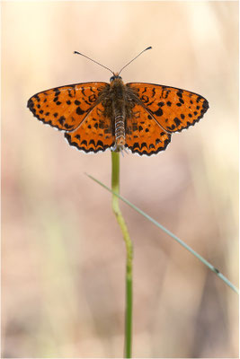 Roter Scheckenfalter (Melitaea didyma), Männchen, Frankreich, Ardèche