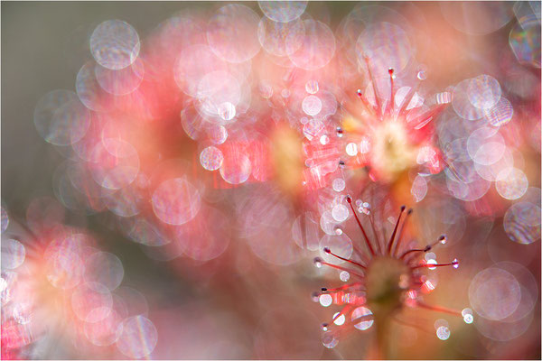 Mittlerer Sonnentau (Drosera intermedia), Schweden, Västra Götalands län