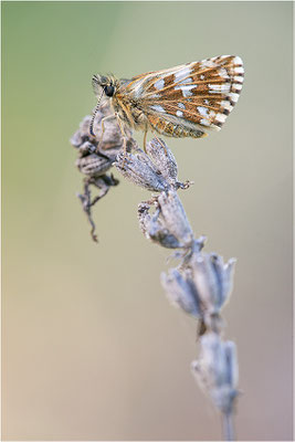 Silberwurz-Würfeldickkopffalter (Pyrgus andromedae), Weibchen, Frankreich, Drôme