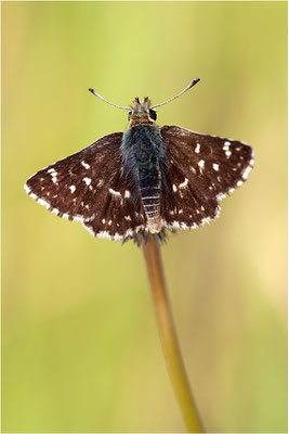 Roter Würfel-Dickkopffalter (Spialia sertorius), Frankreich, Ardèche