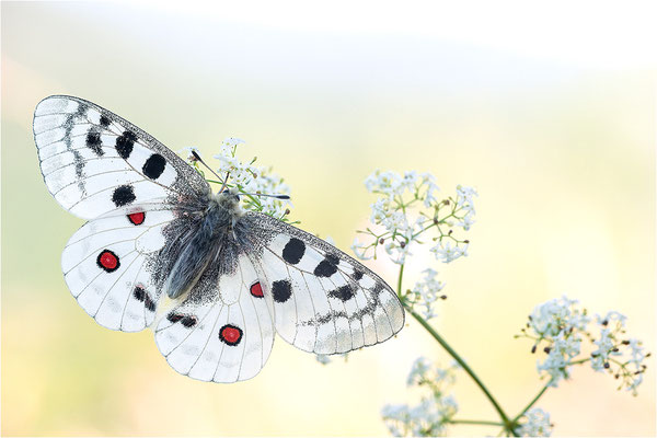 Roter Apollo (Parnassius apollo nivatus), Frankreich, Dep. Jura