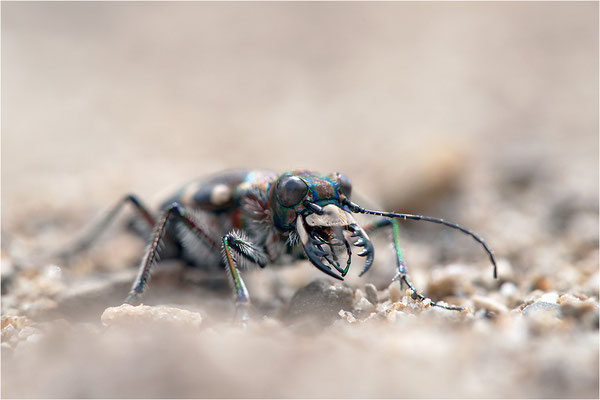 Dünen-Sandlaufkäfer (Cicindela transversalis transversalis), Schweiz, Gantrisch