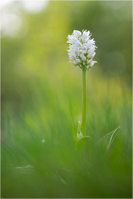 Affen-Knabenkraut (Orchis simia), Frankreich, Isere