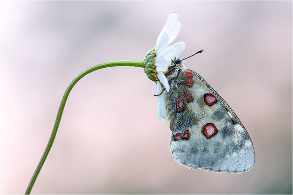 Roter Apollo (Parnassius apollo vercoricus), Frankreich, Dep. Isere