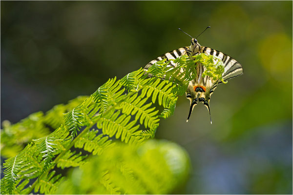 Segelfalter (Iphiclides podalirius), Frankreich, Ardèche