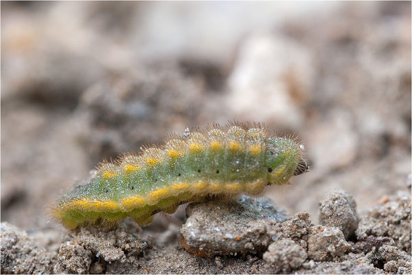 Himmelblauer Bläuling (Polyommatus bellargus)