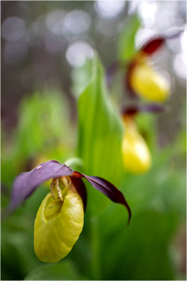 Gelber Frauenschuh (Cypripedium calceolus), Schweden, Gotland