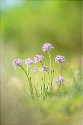 Dreizähniges Knabenkraut (Neotinea tridentata), Dep. Drôme, Frankreich