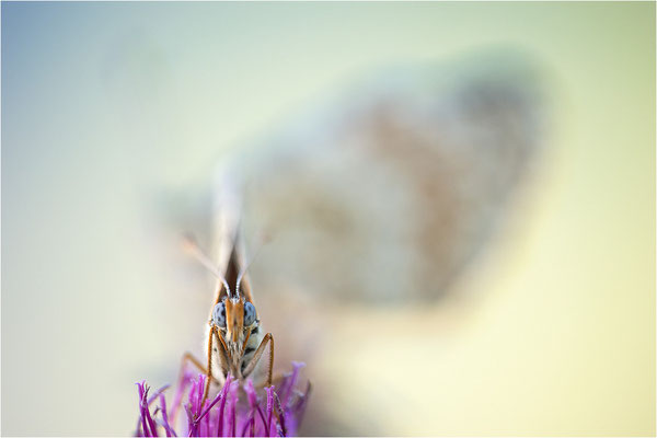 Flockenblumen-Scheckenfalter (Melitaea phoebe) und Roter Scheckenfalter (Melitaea didyma), Männchen, Frankreich, Savoie