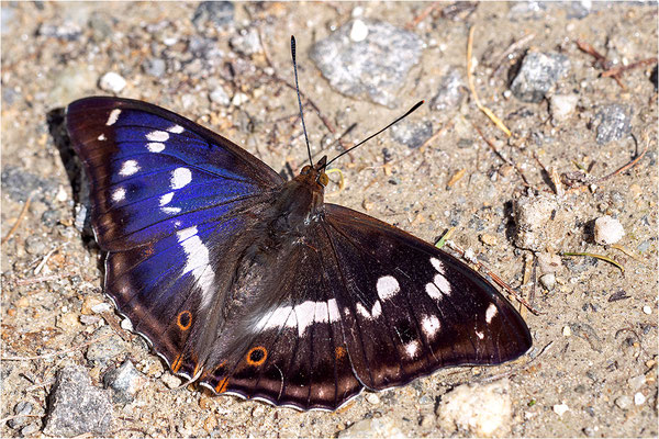Großer Schillerfalter (Apatura iris), Männchen, Italien, Sondrio