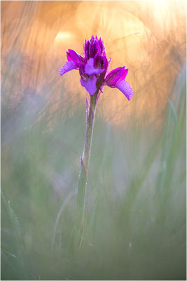 Großblütige Schmetterlings-Hundswurz (Anacamptis papilionacea expansa), Dep. Aveyron, Frankreich