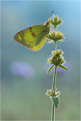 Hufeisenklee-Gelbling/Goldene Acht (Colias alfacariensis/Colias hyale), Spanien, Pyrenäen, Prov. Lleida