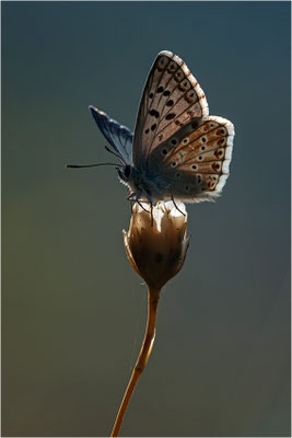Spanischer Bläuling (Polyommatus hispana), Männchen, Spanien, Pyrenäen, Prov. Lleida
