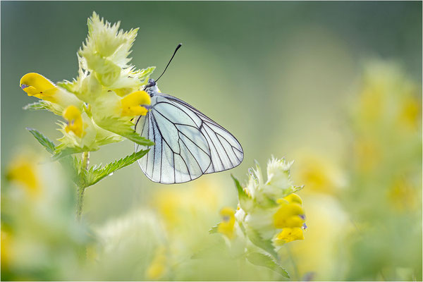 Baumweißling (Aporia crataegi), Frankreich, Aveyron