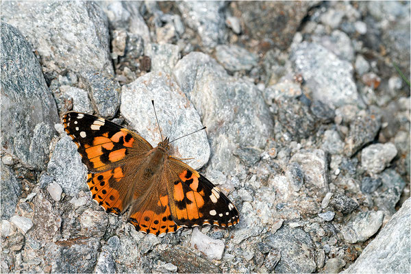 Distelfalter (Vanessa cardui), Frankreich, Dep. Savoie