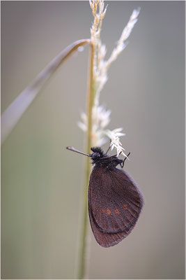 Kleiner Mohrenfalter (Erebia melampus), Italien, Region Aostatal, 2000m