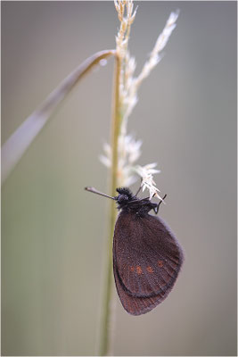 Kleiner Mohrenfalter (Erebia melampus), Italien, Region Aostatal, 2000m