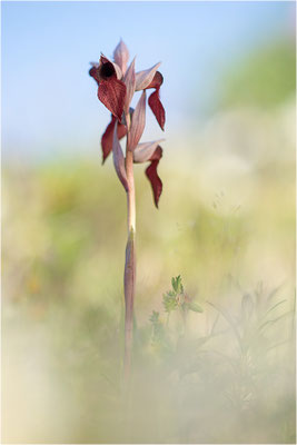Herzförmiger Zungenstendel (Serapias cordigera), Korsika
