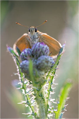Braunkolbiger Braun-Dickkopffalter (Thymelicus sylvestris), Deutschland, Baden-Württemberg