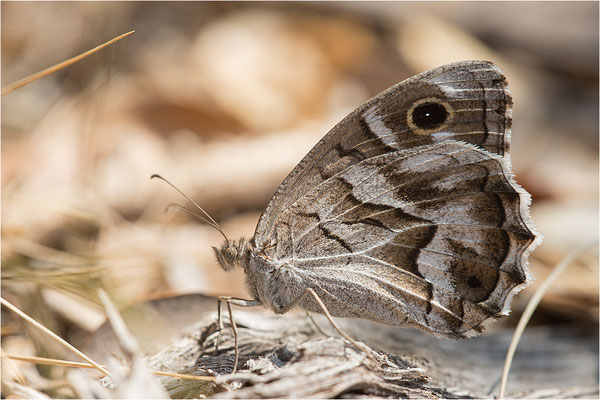Hipparchia fidia, Frankreich Dep. Var