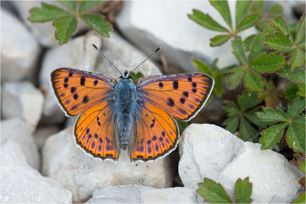Violetter Feuerfalter (Lycaena alciphron gordius), Männchen, Frankreich, Haute Alps, 1300m